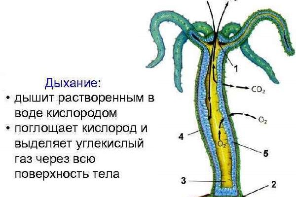 Как зайти на кракен kr2web in